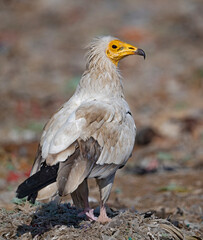 Egyptian vulture on the ground 