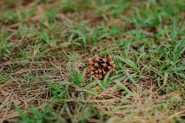 pine cone on the ground