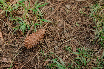 pine cone in the forest