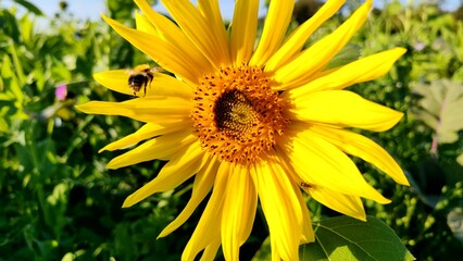 fleissige Biene sammelt Nektar an gelben Blüten, Insekt, Bienen, Bestäubung, fliegen, Honig,...