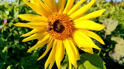 fleissige Biene sammelt Nektar an gelben Blüten, Insekt, Bienen, Bestäubung, fliegen, Honig, Makro, Zeitlupe, Nahaufnahme
