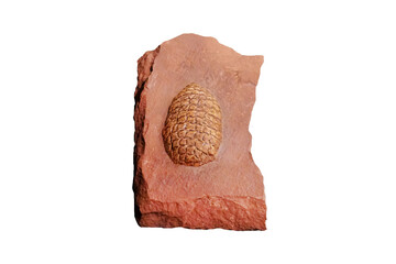 Pinus fossil on red sandstone isolated on white background. gymnosperm.