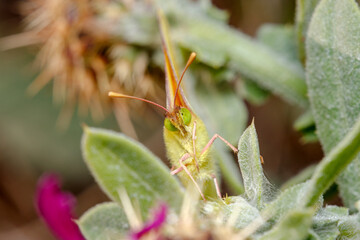 Face of a clouded yellow butterfly, Colias crocea, posed on a green plant under the sun