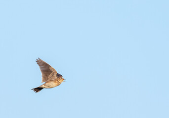 Eurasian Skylark, Alauda arvensis