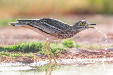 Eurasian Stone-Curlew, Burhinus oedicnemus