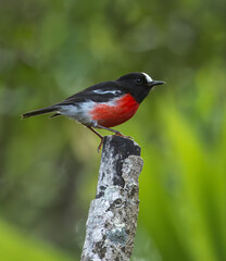 Norfolk robin, Petroica multicolor