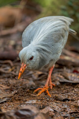 Kagu, Rhynochetos jubatus