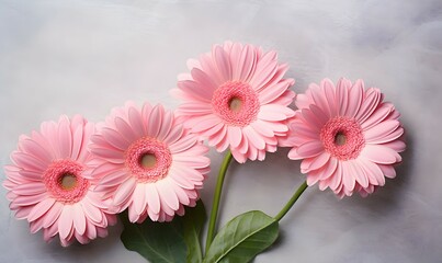pink gerber daisies on marble background