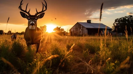 Papier Peint photo Cerf Silhouette of white tailed deer of Texas farm, sunset, natural light