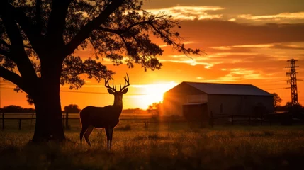 Poster Silhouette of white tailed deer of Texas farm, sunset, natural light © somchai20162516