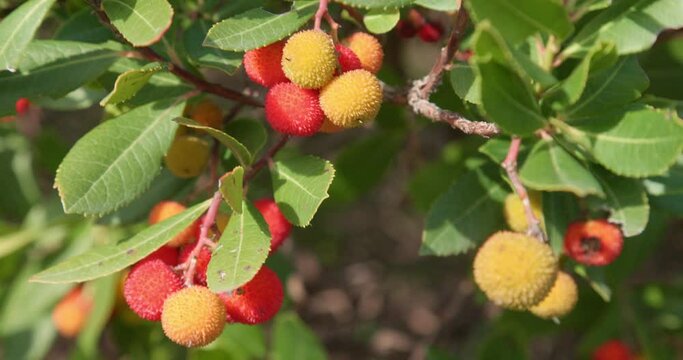 Fruits of the strawberry tree from Mljet island, Croatia