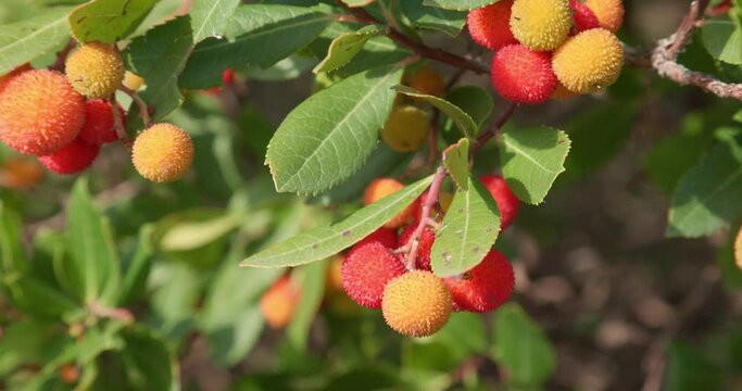 Fruits of the strawberry tree from Mljet island, Croatia