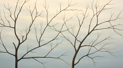 Cloudless Concern: Barren tree branches reaching for an empty, blue sky, emphasizing the absence of rainclouds