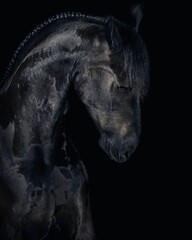 Naklejka premium Elegant horse portrait on black backround. horse head isolated on black. Portrait of stunning beautiful horse isolated on dark background. horse portrait close up on black background. Studio shot .