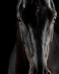 Elegant horse portrait on black backround. horse head isolated on black.
Portrait of stunning...