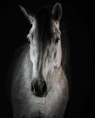 Elegant horse portrait on black backround. horse head isolated on black.
Portrait of stunning...