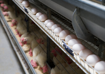 Egg production factory close up . White hens lay eggs in a fully automated production system. Industrial egg plant. Egg hen cage.