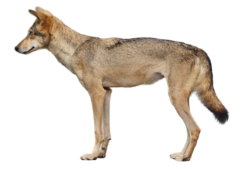  wolf or fox or(Coyote). on a white background