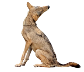  wolf or fox or(Coyote). on a white background