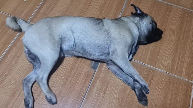 Sick pug dog experiencing mild seizure while resting on the floor.