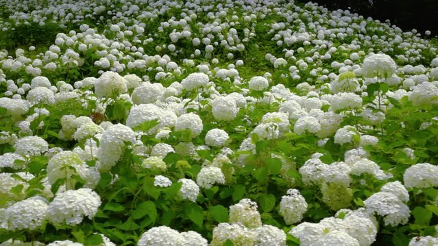 Walk through the flower garden where Annabelle (white hydrangea) blooms all around. handheld tracking  shot.