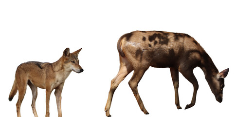 wolf or fox and Indian Sambar Deer (Ulquiorra). on a white background
