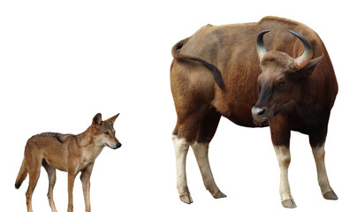 Fototapeta premium wolf or (Coyote). standing poses and Muscled bull. wild male gaur bull. on a white background