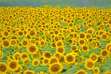 向日葵　ひまわり　ヒマワリ　岡山　笠岡ベイファーム