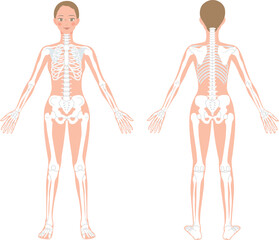 前後からみた女性の全身骨格のイラスト