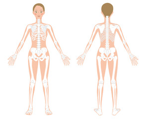 前後からみた女性の全身骨格のイラスト