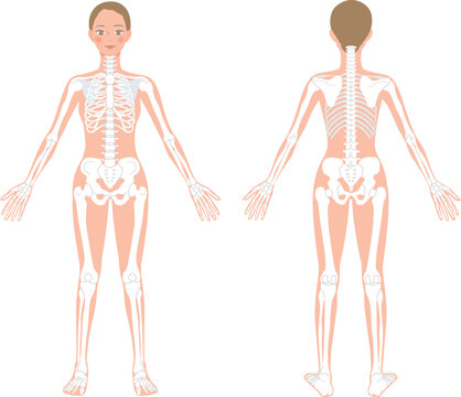 female skeleton anatomy front and back view clip art preview
