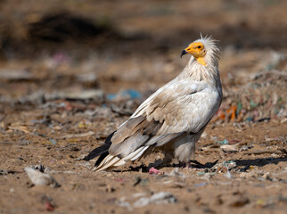 egyptian vulture a scavenger