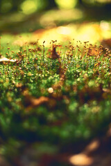 Mossy ground in the forest in sunlight. High quality photo - 663672355