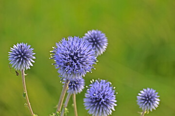 花　広島　備北丘陵公園　国営備北丘陵公園