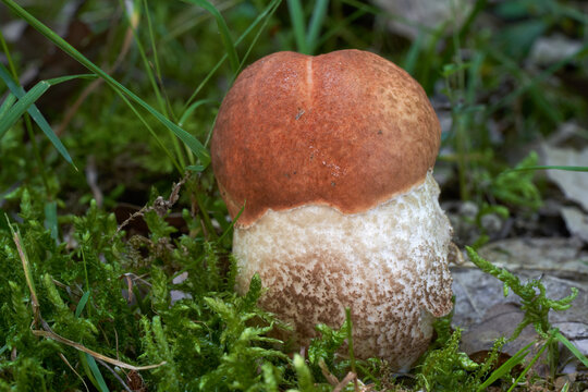 Edible mushroom Leccinum aurantiacum in the moss. Known as 	Red-capped Scaber Stalk or Orange Oak Bolete. Wild orange mushroom in oak forest.
