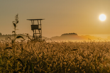 Sonnenaufgang am Feld