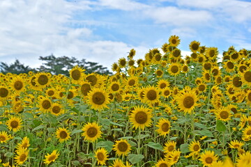 Obraz premium ひるぜんジャージーランド 岡山 ヒマワリ 向日葵 向日葵畑 ひまわり畑 夏