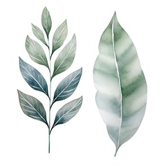 Green watercolor leaves, botanical illustration, plant set