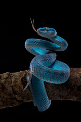 Blue White Lipped Pit Viper (Trimeresurus insularis) is venomous pit vipers and endemic species in...