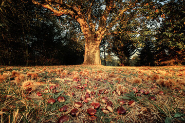 Morning sunshine on sweet chestnuts scattered on the ground underneath a large old chestnut tree © Jon Ingall