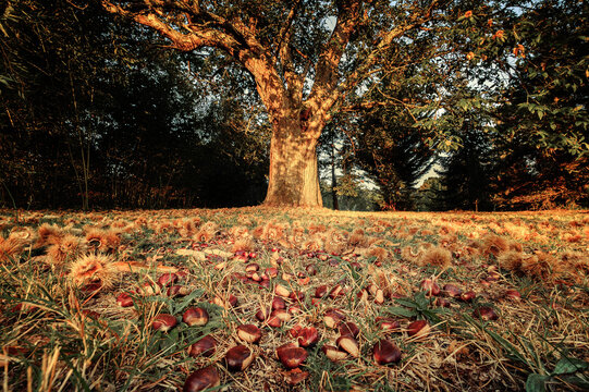 Morning sunshine on sweet chestnuts scattered on the ground underneath a large old chestnut tree