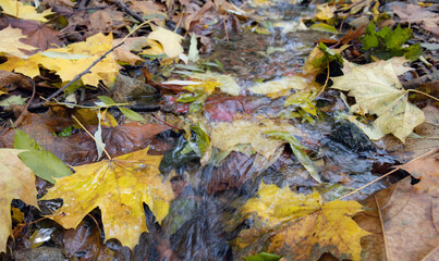 Fallen maple leaf and autumn foliage on a wooden path and pond in the park in autumn