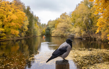 Colorful Autumn Reflection: Wildlife by the Lake