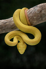 Yellow White Lipped Pit Viper - Trimeresurus insularis on tree branch.