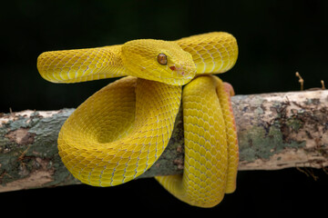 Yellow White Lipped Pit Viper - Trimeresurus insularis on tree branch.