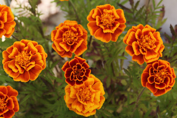 close view of orange marigold flowers