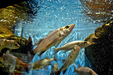 水族館　ゴビウス　島根
