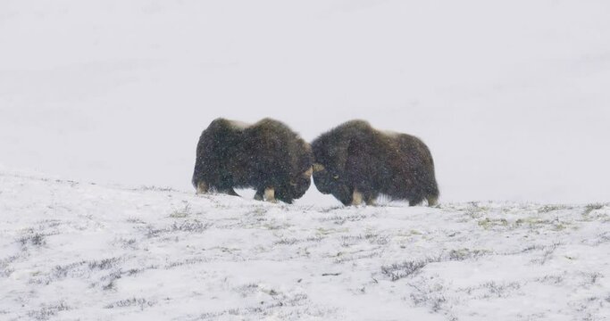 Musk Ox Head-Butting Fight in Dovre mountains in snow blizzard in winter