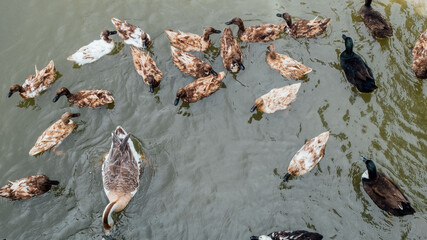 High Angle View of Ducks Flock Swimming in Nature's Waterfront - Powered by Adobe