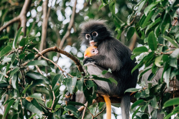 Fototapeta premium Family of Dusky Leaf Monkey Sitting on the Tree